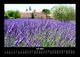 Thumbnail-11
