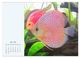 Thumbnail-8
