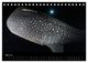 Thumbnail-10