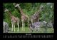 Thumbnail-9