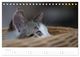 Thumbnail-12