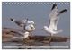 Thumbnail-9