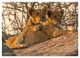 Thumbnail-11