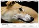 Thumbnail-13