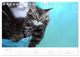Thumbnail-11