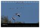 Thumbnail-12