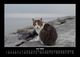 Thumbnail-10