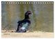 Thumbnail-8