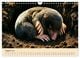 Thumbnail-13