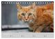 Thumbnail-14