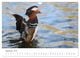 Thumbnail-14
