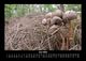 Thumbnail-10