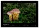 Thumbnail-13