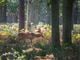 Thumbnail-4