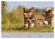 Thumbnail-12