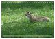 Thumbnail-12