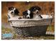 Thumbnail-7