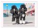 Thumbnail-14