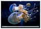 Thumbnail-11