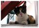 Thumbnail-10