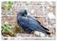Thumbnail-11