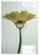 Thumbnail-13