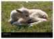 Thumbnail-12