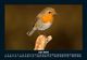Thumbnail-11