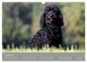 Thumbnail-8