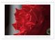 Thumbnail-11