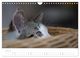 Thumbnail-12