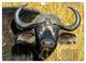 Thumbnail-13