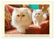 Thumbnail-9
