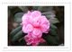 Thumbnail-11