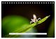 Thumbnail-12
