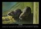 Thumbnail-11