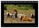 Thumbnail-8