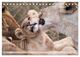 Thumbnail-8