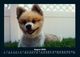 Thumbnail-12