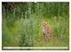 Thumbnail-11
