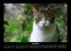 Thumbnail-11