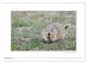 Thumbnail-11