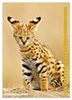Thumbnail-14