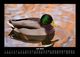 Thumbnail-11