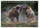 Thumbnail-9