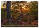 Thumbnail-13