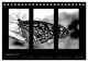 Thumbnail-11
