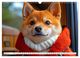 Thumbnail-11