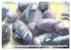 Thumbnail-8