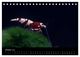 Thumbnail-12